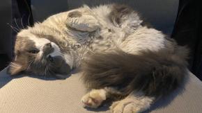 ¿Quieres cuidar gatos en Grecia?: Así puedes postular al voluntariado Syros Cats 2027 