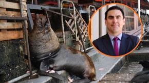 Subsecretaría de Pesca se abre a la posibilidad de levantar la veda y caza del lobo marino por impacto en la pesca artesanal
