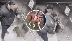 VIDEO | Captan brutal agresión de hombre a su perro en ascensor: Municipalidad de Ñuñoa lo rescató