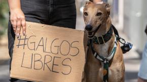 No se discutió el lunes: ¿En qué está el proyecto que busca prohibir las carreras de galgos?