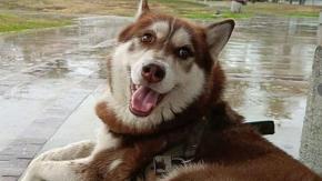 Fallo inédito para Lucas: perro consiguió una pensión de alimentos tras el divorcio de sus dueños en México