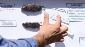 Menor habría muerto tras contagio de hantavirus en un campamento en Rengo