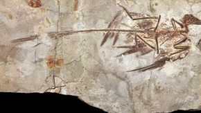 ¿No hubo dinosaurios enanos? La culpa sería de los mamíferos