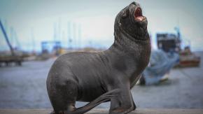 Diputado denuncia ataques con arma blanca contra lobos marinos en Antofagasta
