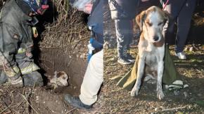 Bomberos rescatan a perro enterrado vivo en Puente Alto: Estaba a un metro de profundidad