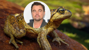 DiCaprio pide salvar a las ranas pehuenches: advierte por proyecto eléctrico en el Alto Maule