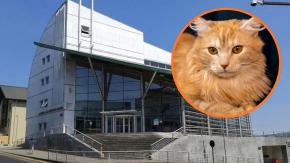 La odisea, pero de Perseo: Corte de Valdivia rechaza custodia compartida de un gato tras fin de la relación de sus dueños