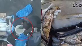 Sin cadena de frío y sumergidos en cloro: La "asquerosa" forma en que se almacenan pescados que se venden cerca del Tirso de Molina