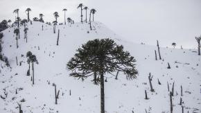 Turistas ingresaron con motos de nieve a Reserva Malalcahuello: Dañaron araucarias Turistas ingresaron con motos de nieve a Reserva Malalcahuello: Dañaron araucarias
