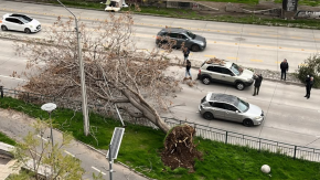 Árbol cae en plena Av. Vicuña Mackenna por fuertes rachas de viento: casi impacta a dos autos