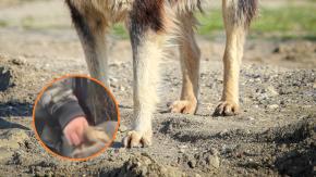 Grave caso de maltrato animal en La Florida: Colegio expulsó a estudiante tras viralización de videos y municipio interpuso denuncia