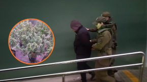 Dijo que tenía un dispensario autorizado: detienen a hombre con cultivo “indoor” de cannabis en Quinta Normal