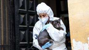 Rescatan a 15 perros desde criadero ilegal en Santiago: una mujer fue detenida por maltrato animal