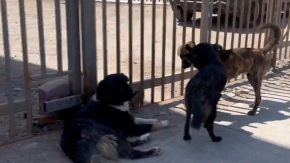 Polémico proyecto busca cazar perros salvajes 