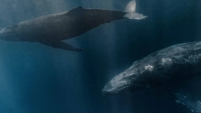Detectan canto de ballena que iría más rápido que el sonido