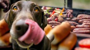 Estos son los alimentos típicos de fiestas patrias que nunca deberías darle a tu mascota