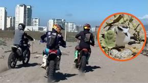Motoristas bajo la lupa tras ataque a humedal Río Elqui
