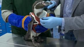 Innovación chilena: crean body para sanar pingüinos