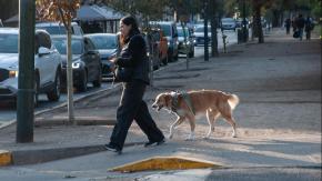 Estudio Cadem: Familias chilenas tiene más mascotas que hijos 