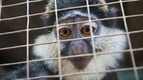 Facebook y TikTok: la nueva frontera del tráfico de especies
