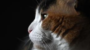 Declaran culpable a hombre por maltrato animal tras patear a la gata de su expareja: mascota tuvo que ser eutanasiada