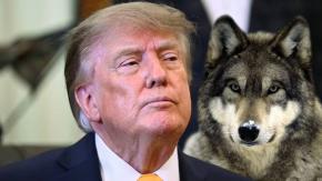 Trump busca retirar la protección de especies en peligro de extinción al lobo gris y al lobo mexicano en EE.UU. Trump busca retirar la protección de especies en peligro de extinción al lobo gris y al lobo mexicano en EE.UU.