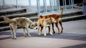 Hombre de 77 años habría muerto tras ser atacado por perros en Quillón