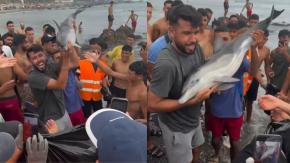 Video muestra a migrantes en Ceuta golpeando a cría de delfín: golpes le habrían provocado la muerte