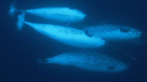 Narvales con sensores revelan algo inquietante bajo el hielo
