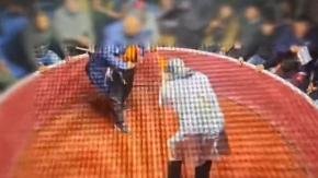 Con apuestas VIP, asientos acolchados y "enfermería": así eran las peleas de gallos en Arauco por las que detuvieron a 54 personas