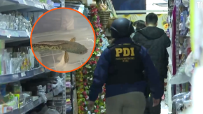 Prohibido en nuestro país: Así es el pez cabeza de serpiente, la peligrosa especie incautada en mall chino de San Miguel