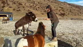 Voluntariado ofrece alojamiento gratis en Nueva Zelanda a cambio de cuidar animales: Así puedes postular