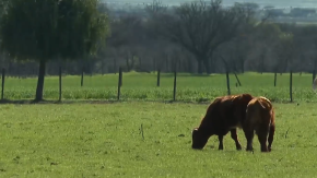 Crean unidad especial por robo de animales: delito implica grave riesgo sanitario