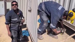 Condenan a un hombre por maltrato animal tras ahogar a cinco cachorros en un balde en Tierra Amarilla