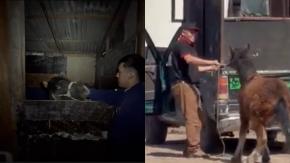 Rescatan a potrillo que era maltratado en San Bernardo: Identifican al presunto responsable