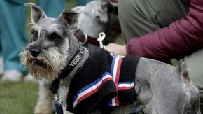 "¿Va a disfrutar yendo?": Responde estas 5 preguntas antes de llevar a tu mascota a fondas y celebraciones de Fiestas Patrias