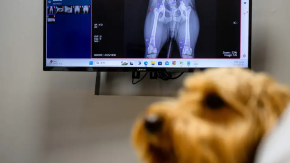 El rol de los perros y la IA en la lucha contra el cáncer: de qué se trata el experimento que busca revolucionar el diagnóstico 