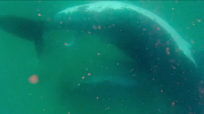 VIDEO | "Es desgarrador": Captan a ballena aparentemente en duelo por su cría nacida muerta