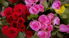 ¿Siempre han olido bien las rosas? La bella historia de la flor más popular del mundo