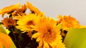 Se hace durante septiembre: ¿Cuál día en que se regalan flores amarillas y por qué?