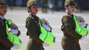El momento más esperado: A qué hora desfilará el grupo de adiestramiento canino de Carabineros en la Parada Militar 2026