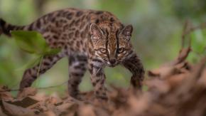 Hallan en Bolivia especie de felino jamás antes registrada