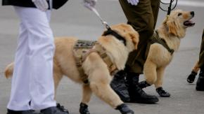 VIDEO | ¡Los más esperados!: Así fue el desfile de los perros de Carabineros en la Parada Militar 2026