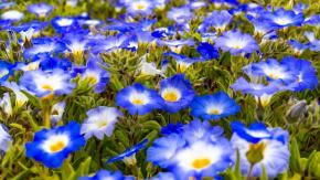 Casi dos días de retraso: El motivo por el que la primavera llegará recién este martes por la noche