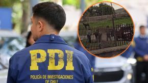 “El tipo lo mata, lo sube a un carro y se lo lleva”: Investigan matanza y hallazgo de pieles de perros en Maule