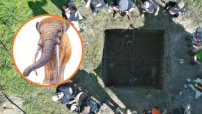 Levantan restos de gonfoterio de 12.500 años en el antiguo lago Tagua Tagua: Presenta signos de haber sido depredado por humanos
