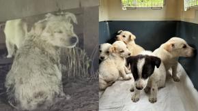 Detienen a sujeto sorprendido lanzando cachorros al río en Río Bueno: Vecinos lograron rescatarlos