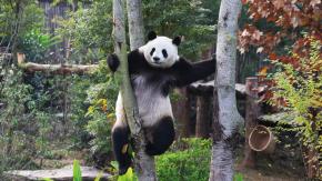 China envía dos pandas gigantes a Estados Unidos como señal de amistad