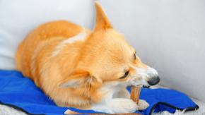 ¿Por qué los perros necesitan morder cosas? La ciencia detrás del ‘simple’ acto de roer