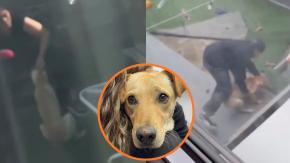 Rescatan a perrita protagonista de video de maltrato animal en La Florida